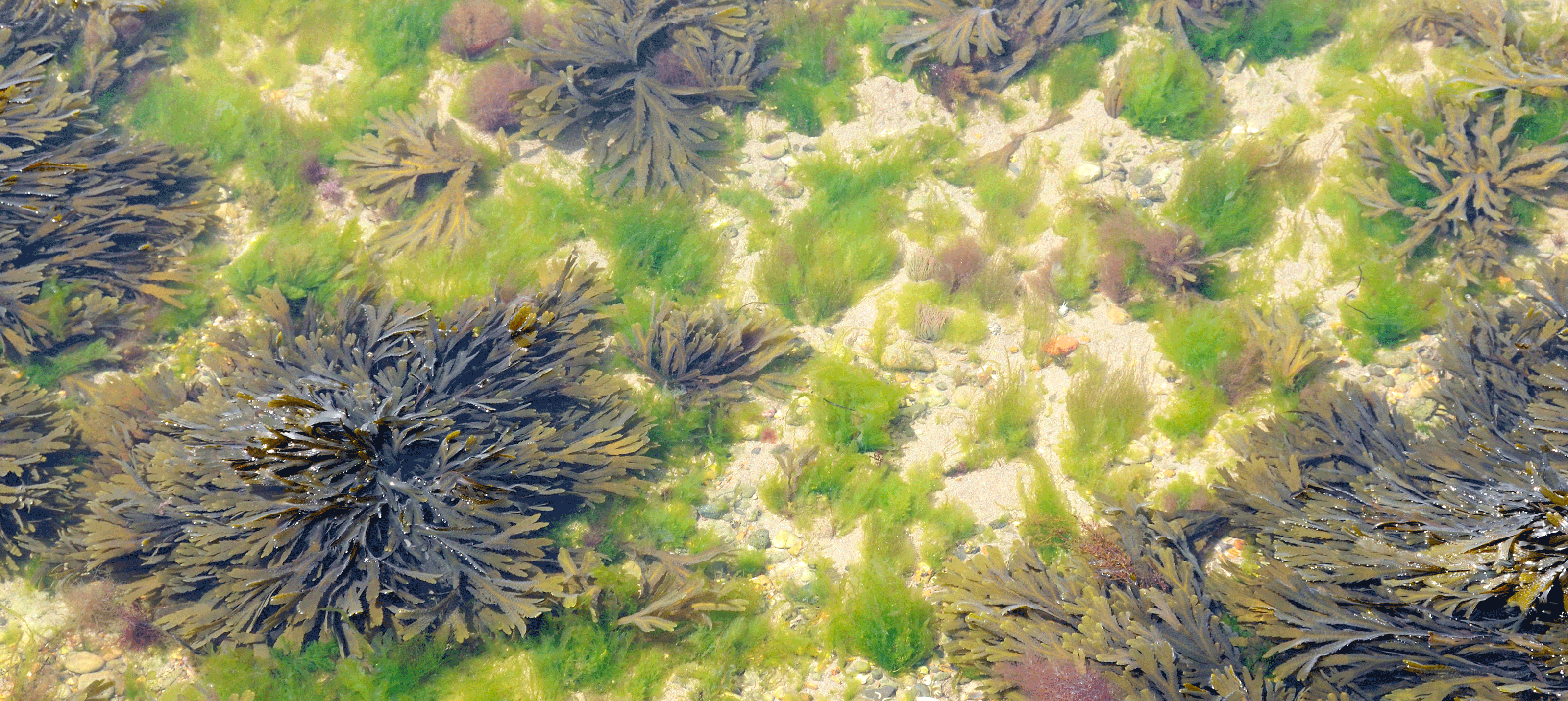 Benthic & Intertidal Ecology